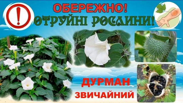 Перелік рослин дерев кущів з колючками отруйними плодами /санітарний регламент для закладів освіти смотреть онлайн