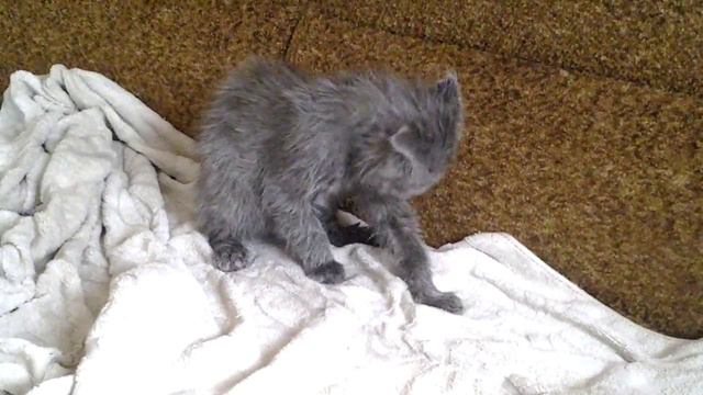 Мой кот Тёма покупаный смотреть онлайн