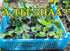 Размножение КЛУБНИКИ??? усами: золотые правила