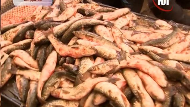 На центральном рынке продают «мини пиленгаса» смотреть онлайн