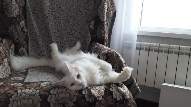 ЖИЗНЬ С МЕЙН-КУНАМИ / СКОЛЬКО ВЕСИТ МЕЙН-КУН? смотреть онлайн