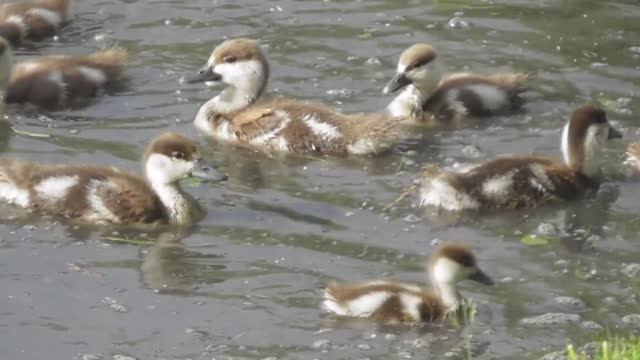Утята огарей ( Tadorna ferruginea ) смотреть онлайн