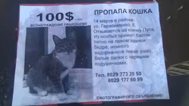 Пропала кошка смотреть онлайн
