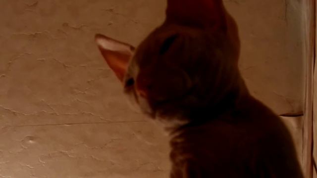 Малый сфинкс, вид снизу. смотреть онлайн