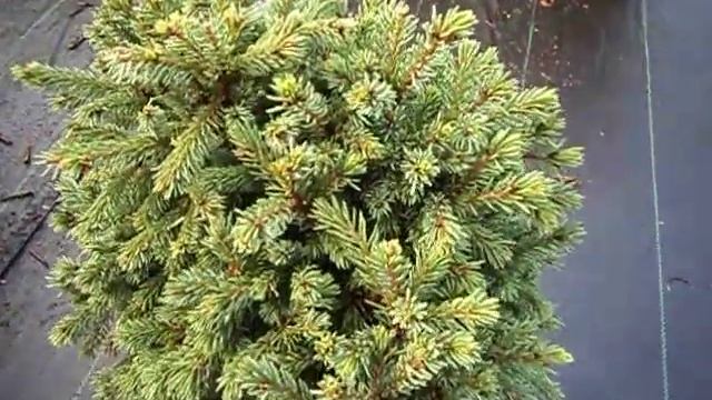 Picea glauca Echiniformis смотреть онлайн