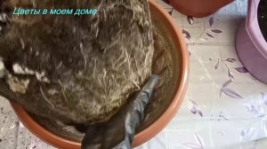 ФИНИКОВАЯ ПАЛЬМА.ПЕРЕСАДКА.