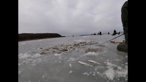 Зимняя рыбалка. Корюшка  на махалки.