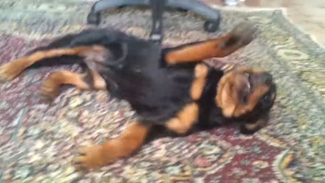 Аматерасу Омиками кувырок смотреть онлайн