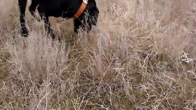 labrador Black "КУЛО" Крымский Универсальный Лабрадор смотреть онлайн