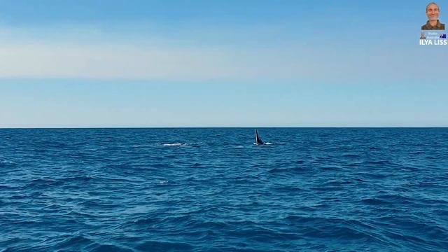 Киты. Миграция многотонных морских монстров. Австралия. (видео 380) смотреть онлайн