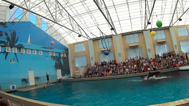 Мяч на носу дельфина vermitechnologii 10.08.2017. 1 смотреть онлайн