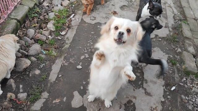 ТВОРИ ДОБРО НА ВСЕЙ ЗЕМЛЕ/ТВОРИ ДОБРО ДРУГИМ НА БЛАГО смотреть онлайн