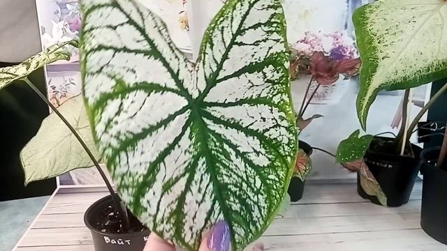 Каладиумы не хотят спать!