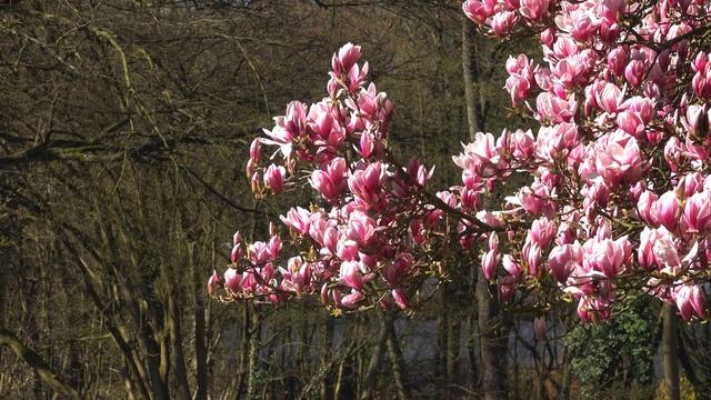 Когда цветет магнолия смотреть онлайн