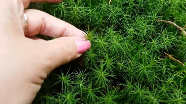 Мох сфагнум в цветоводстве. смотреть онлайн