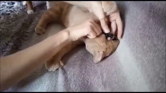 Ошейники для котиков смотреть онлайн