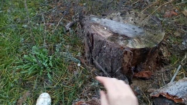 Сбор коры для посадки орхидей смотреть онлайн