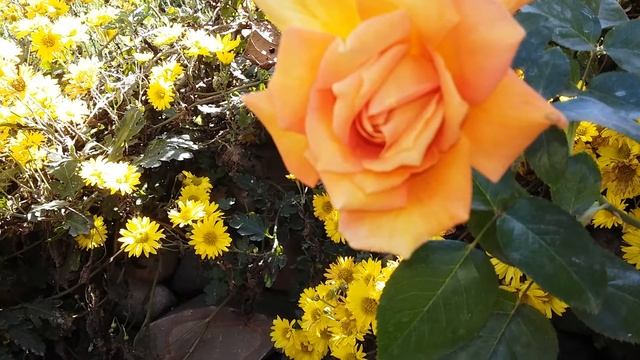 Jean Giono / Meilland 1994 Rosa - Rose - Rosier