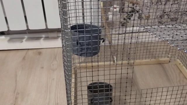 клетка для попугаев своими руками НЕДОРОГО смотреть онлайн