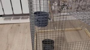 клетка для попугаев своими руками НЕДОРОГО
