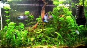 Обзор аквариумного фильтра AQUAEL ASAP 300 от Владимира Лысенко