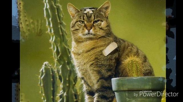 НЕВЕРОЯТНЫЕ И ИНТЕРЕСНЫЕ ФАКТЫ О КАКТУСАХ !!! ПРИГЛАШАЕМ НА ВЫСТАВКУ КАКТУСОВ !!! смотреть онлайн