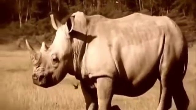 Животные жарких стран смотреть онлайн