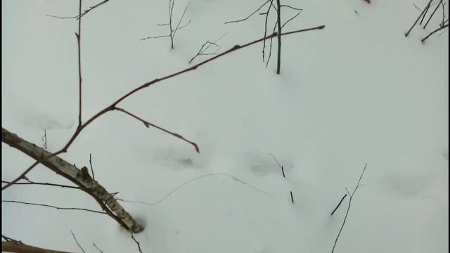 Как Поймать Зайца на Петлю смотреть онлайн