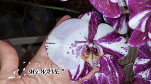 Phal. Chocolate Орхидея Шоколад