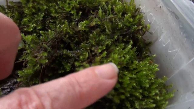 Хранение мха, как хранить живой мох для флорариума // Дети Алоэ