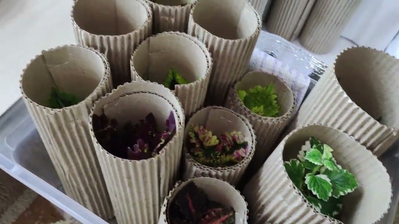 Продажа растений. Отправка почтой. Как собираю посылку. Моя упаковка. Обращение к заказчикам. смотреть онлайн