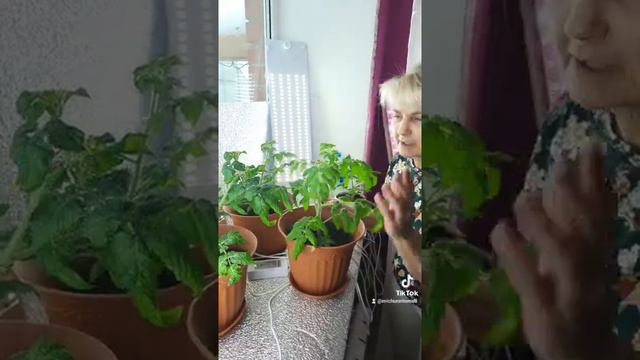 вот такие красавцы живут на моем подоконнике смотреть онлайн