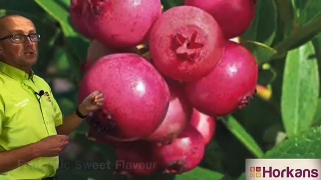 Blueberry Pink Lemonade смотреть онлайн