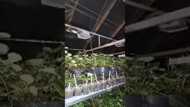 Апрельская ночь и теплица! смотреть онлайн