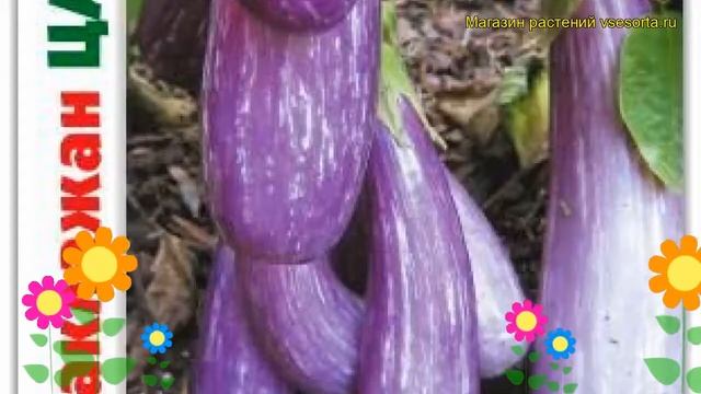 Баклажан Цаконики. Краткий обзор, описание характеристик solanum melongena Tsakoniki смотреть онлайн