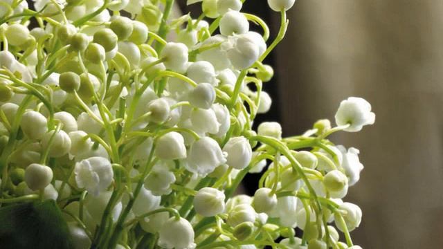 слайд шоу.wmv смотреть онлайн