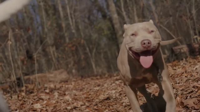 Giant pitbull Hulk &The new born baby!pitbull dog price in india 2021 смотреть онлайн