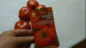 Томат Чемпион Веса О бзор и Дегустация#живунадаче#томаты