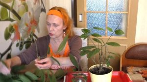 Клеродендрум госпожи Томпсон. Уход, обрезка, формирование кроны. Комнатные растения Clerodéndrum