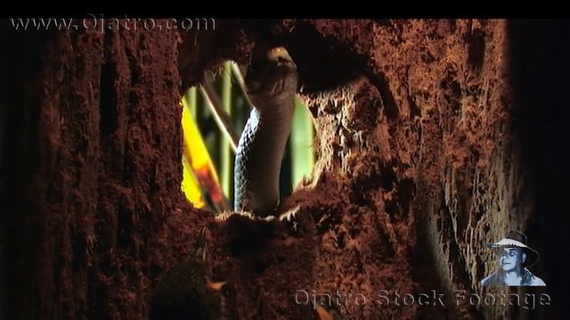Black Mamba Stalking Birds 01 Stock Footage смотреть онлайн
