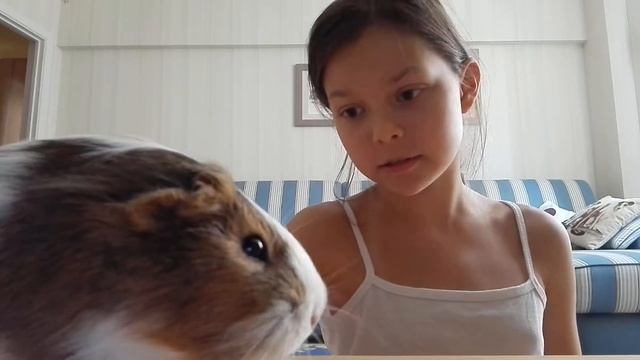 Моё первое видео на этом канале. Как обучить морскую свинку откликаться на её (его) кличку? смотреть онлайн