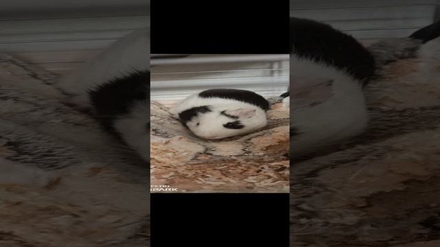 подпишитесь ради пушка)