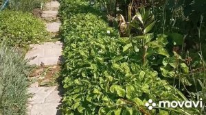 Примула! Когда она отцвела ,что с ней делать?!