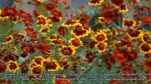 Кореопсис красильный Снегирь — неприхотливый и обильноцветущий компактный кустик