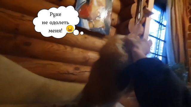 Ли Сяо / Alice The Fox Алиса Лиса (Яростная оборона дивана)