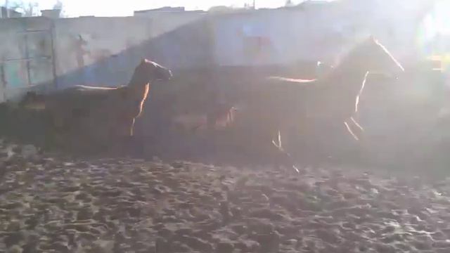 Касмир конкурист смотреть онлайн