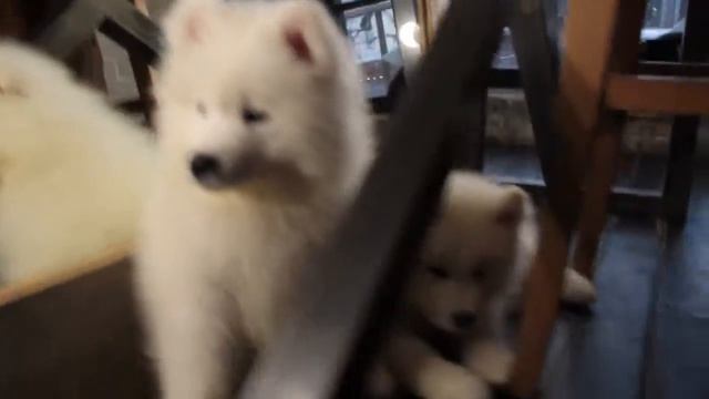 Щенки самоедской лайки. Фотосессия.Samoyed husky puppies. смотреть онлайн