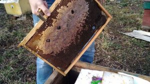 Подкормка пчел весной мёдом.развития пчелосемьи СТАРЫЙ МЕТОД.Стимуляция пчёл к выращиванию расплода