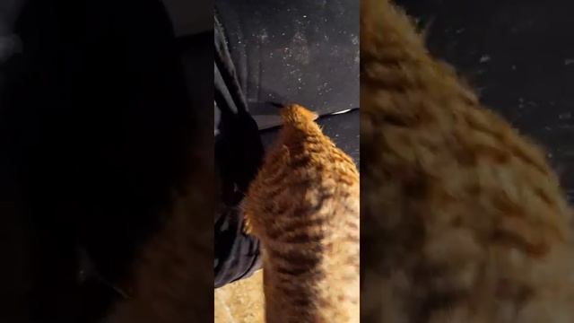 Маленькие Сурикаты смотреть онлайн