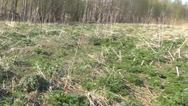 Как ориентироваться где стояли дома Заехал на исчезнувшую деревню смотреть онлайн